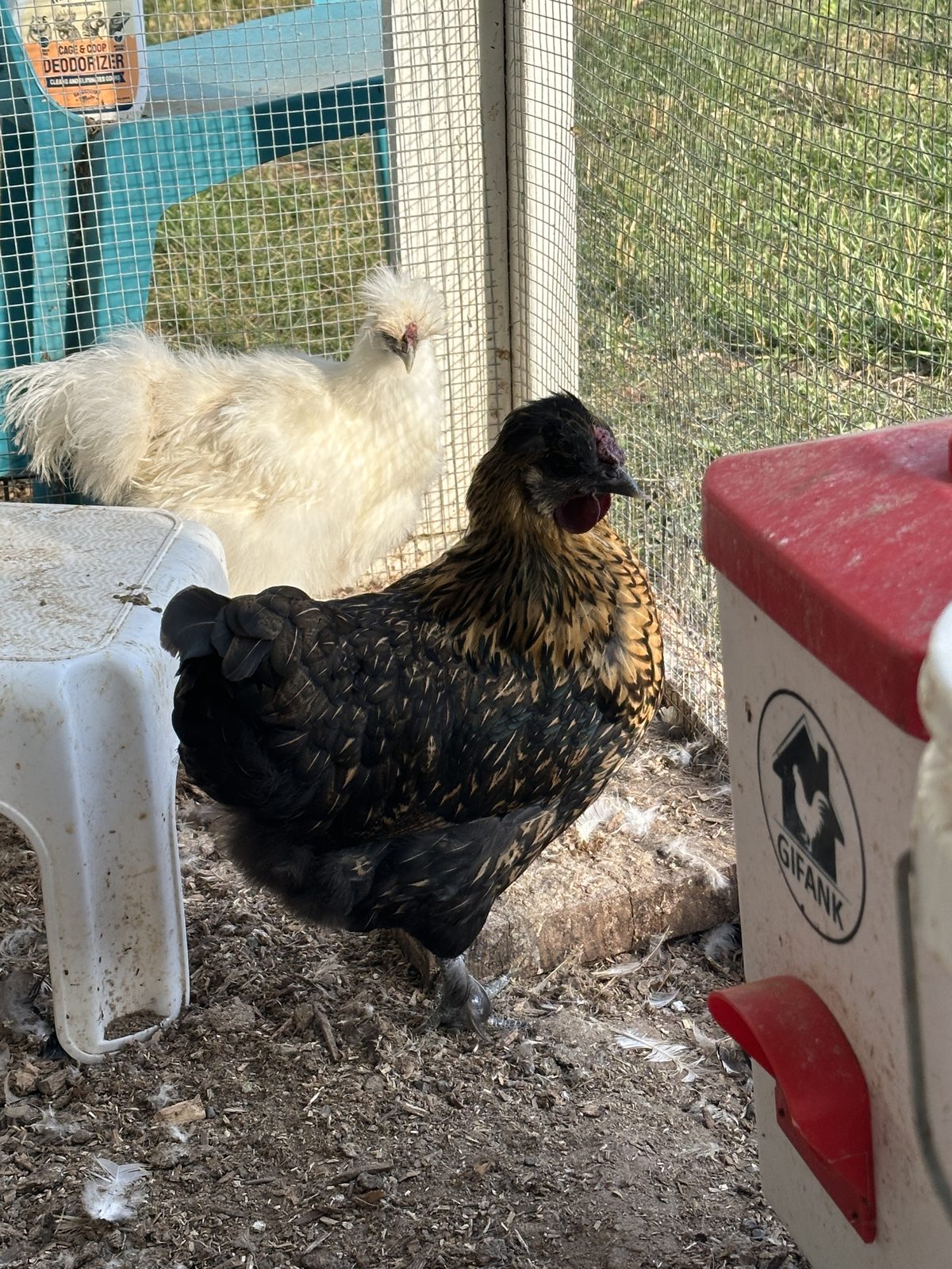 A mature dark-feathered hen standing in the flock