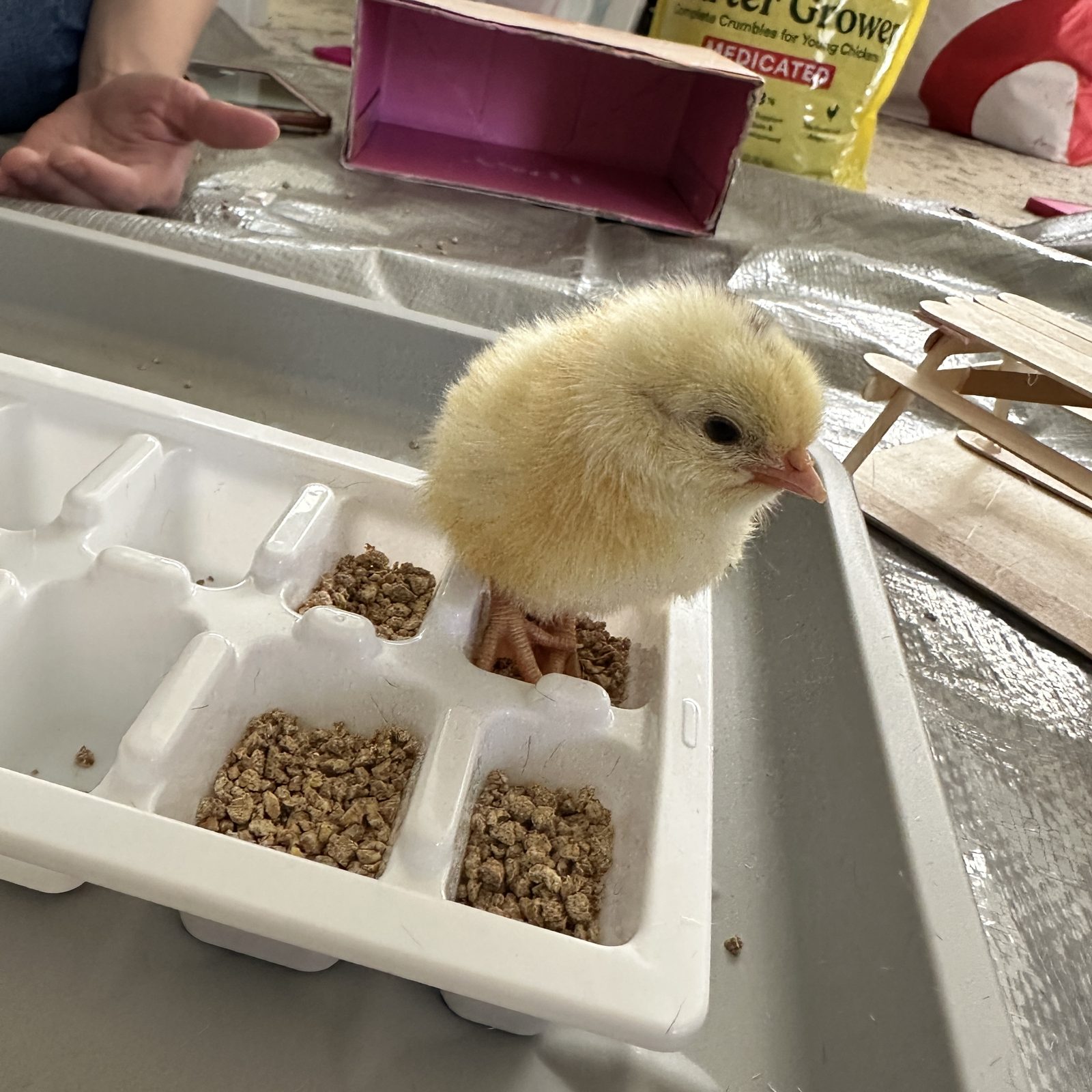 A newly hatched chick standing beside its feed