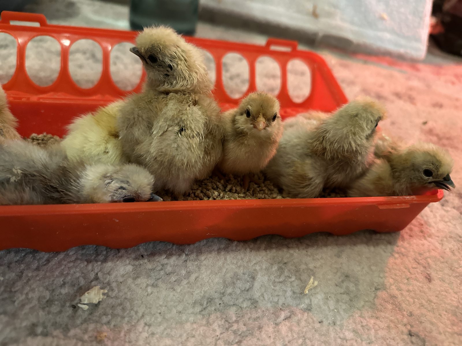 A group of newly hatched chicks gathered at a feeder