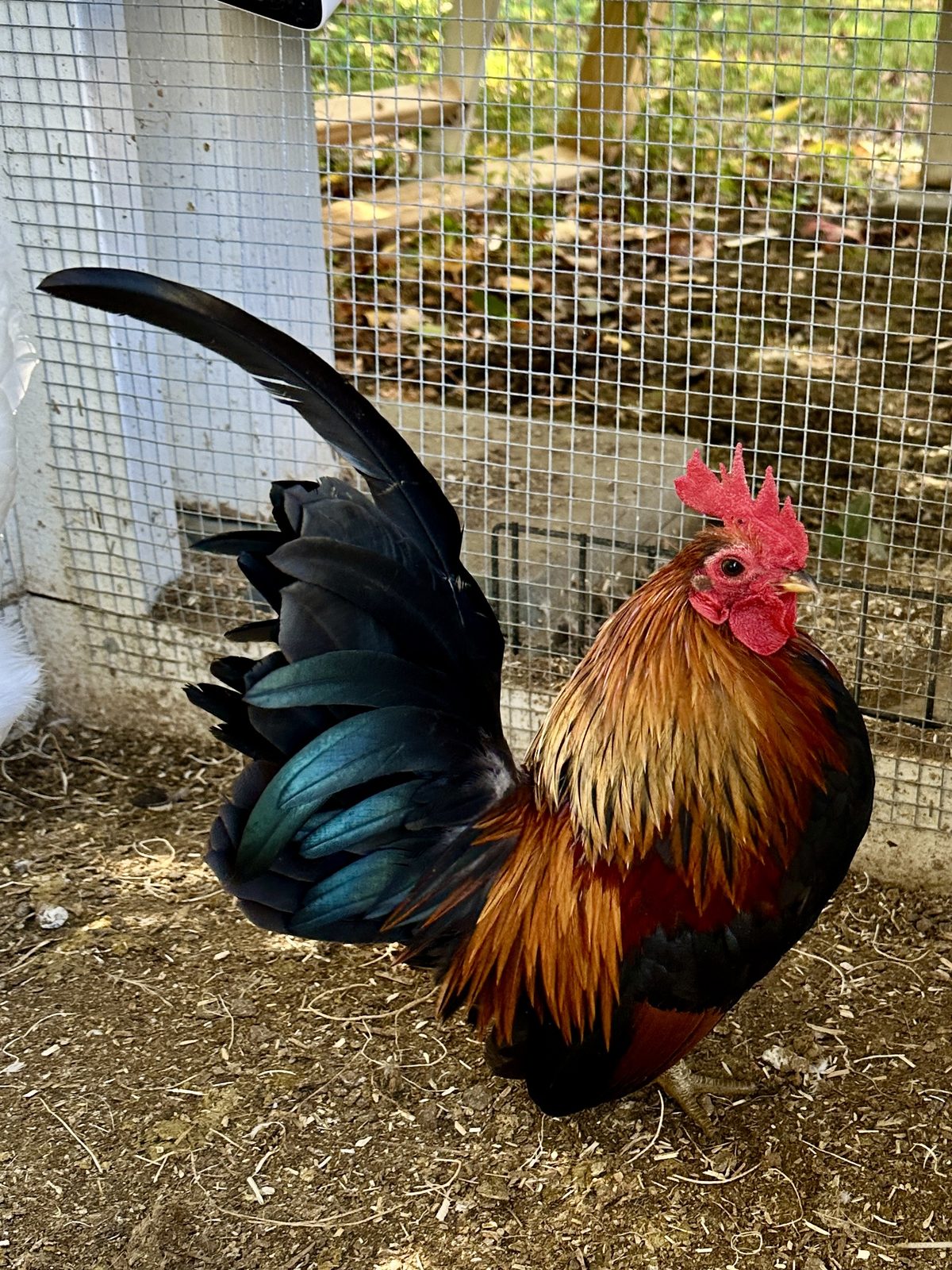 A mature colorful Serama rooster with an upright tail